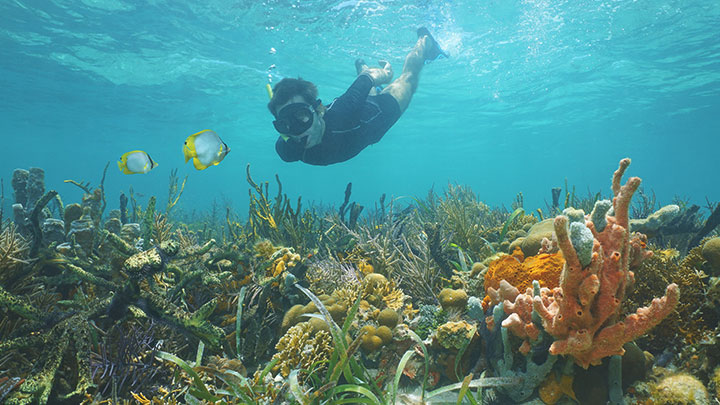 Thumbnail for Snorkeler